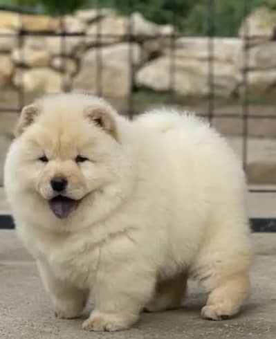 Chow chow puppies 0313*9363*417