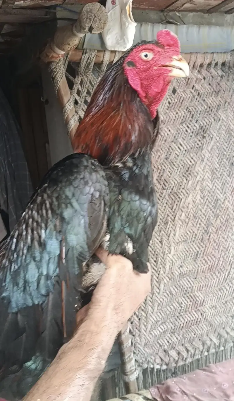 sHAMO MALE — photo 2