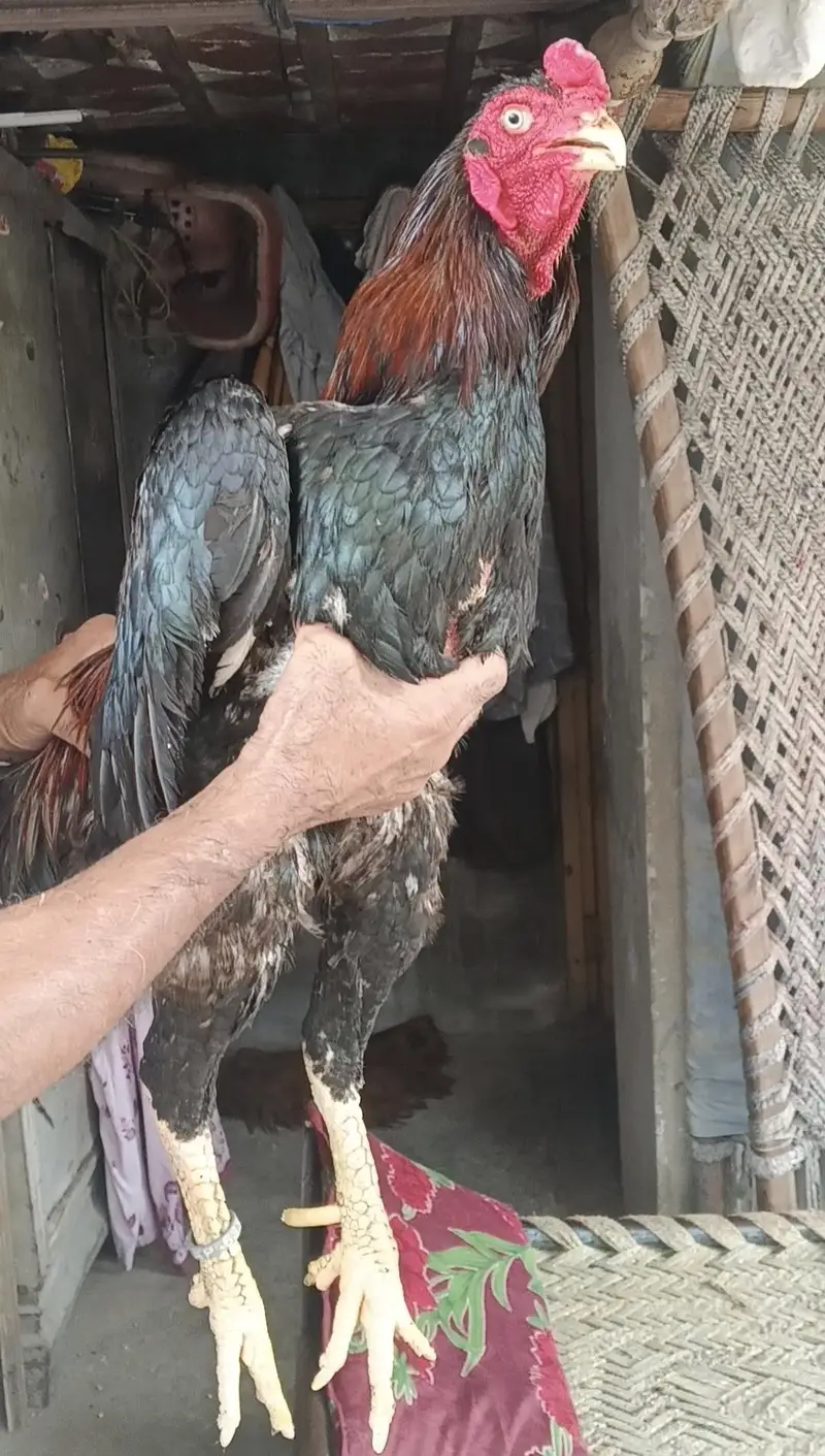 sHAMO MALE — photo 3