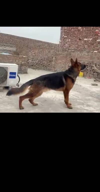 German Shepherd only stud Kay liye available hy