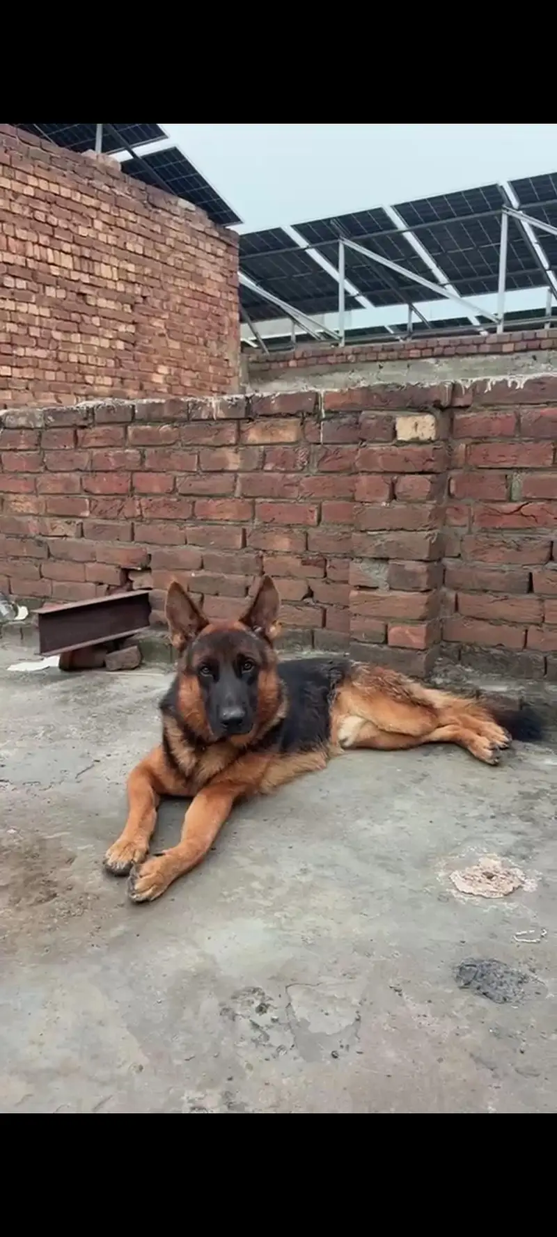German Shepherd only stud Kay liye available hy — photo 2
