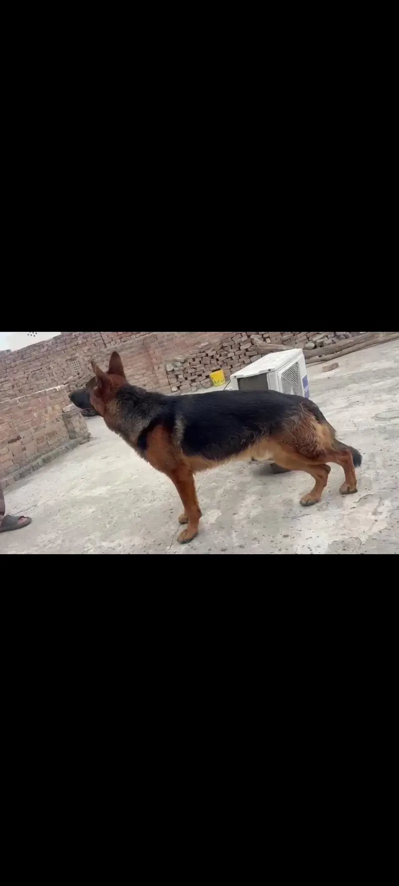 German Shepherd only stud Kay liye available hy — photo 3