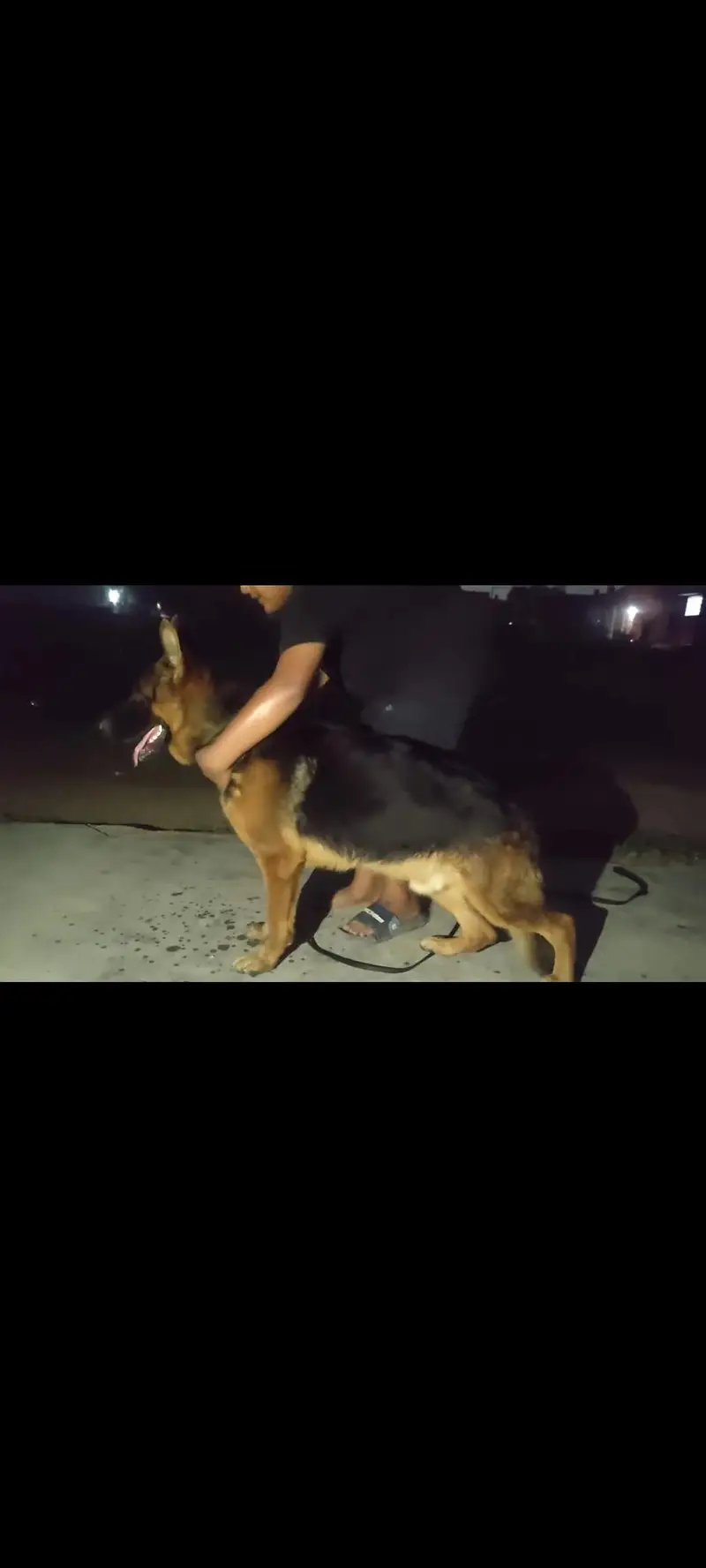 German Shepherd only stud Kay liye available hy — photo 4