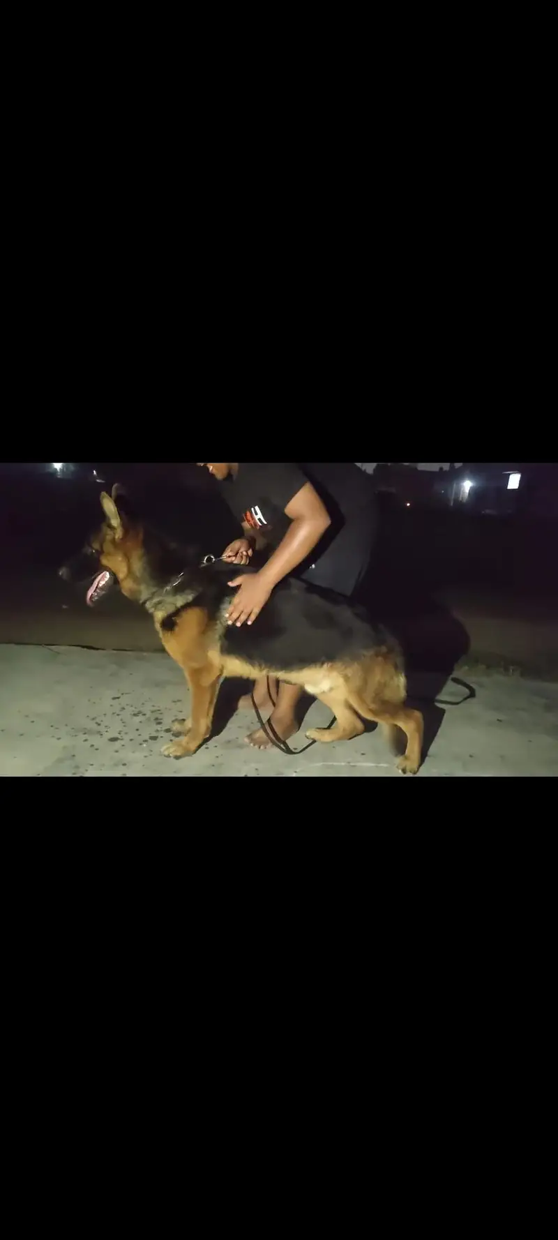 German Shepherd only stud Kay liye available hy — photo 5