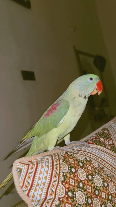 Kashmiri Rah hand tame Alexander parrot
