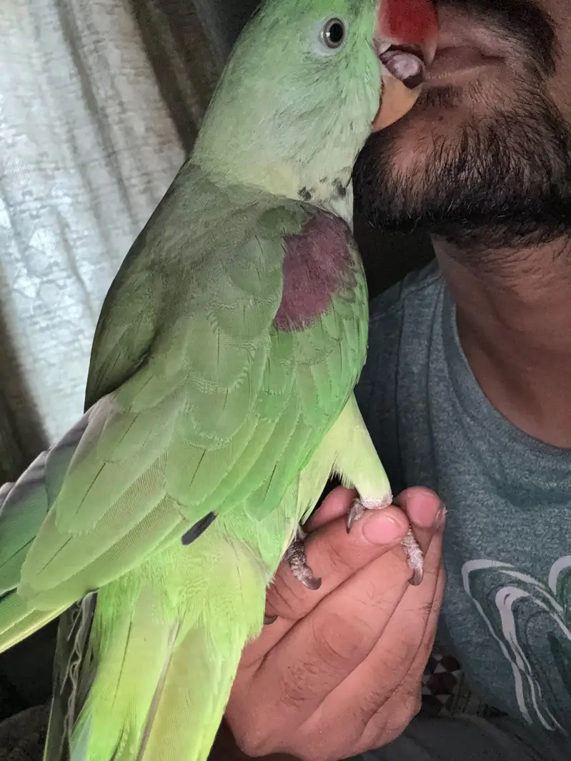 Kashmiri Rah hand tame Alexander parrot — photo 2