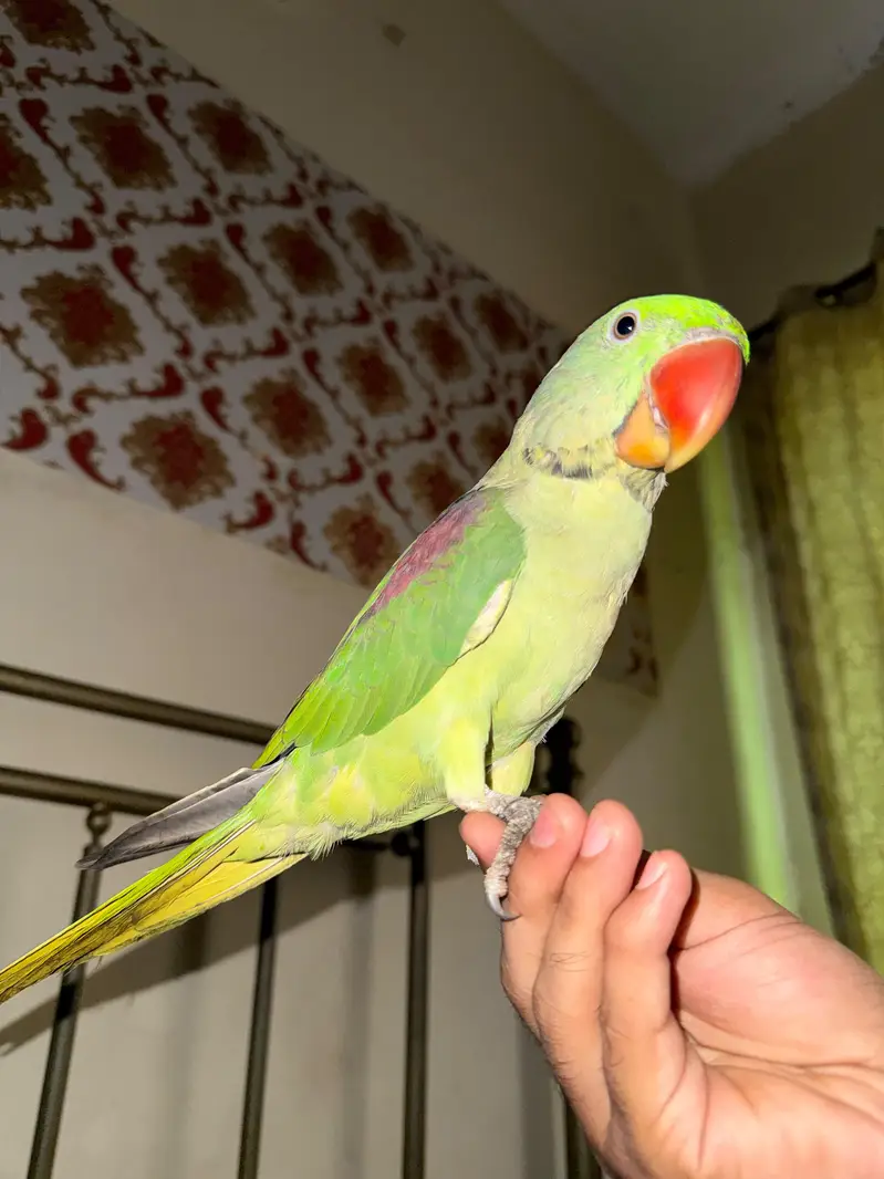 Kashmiri Rah hand tame Alexander parrot — photo 3