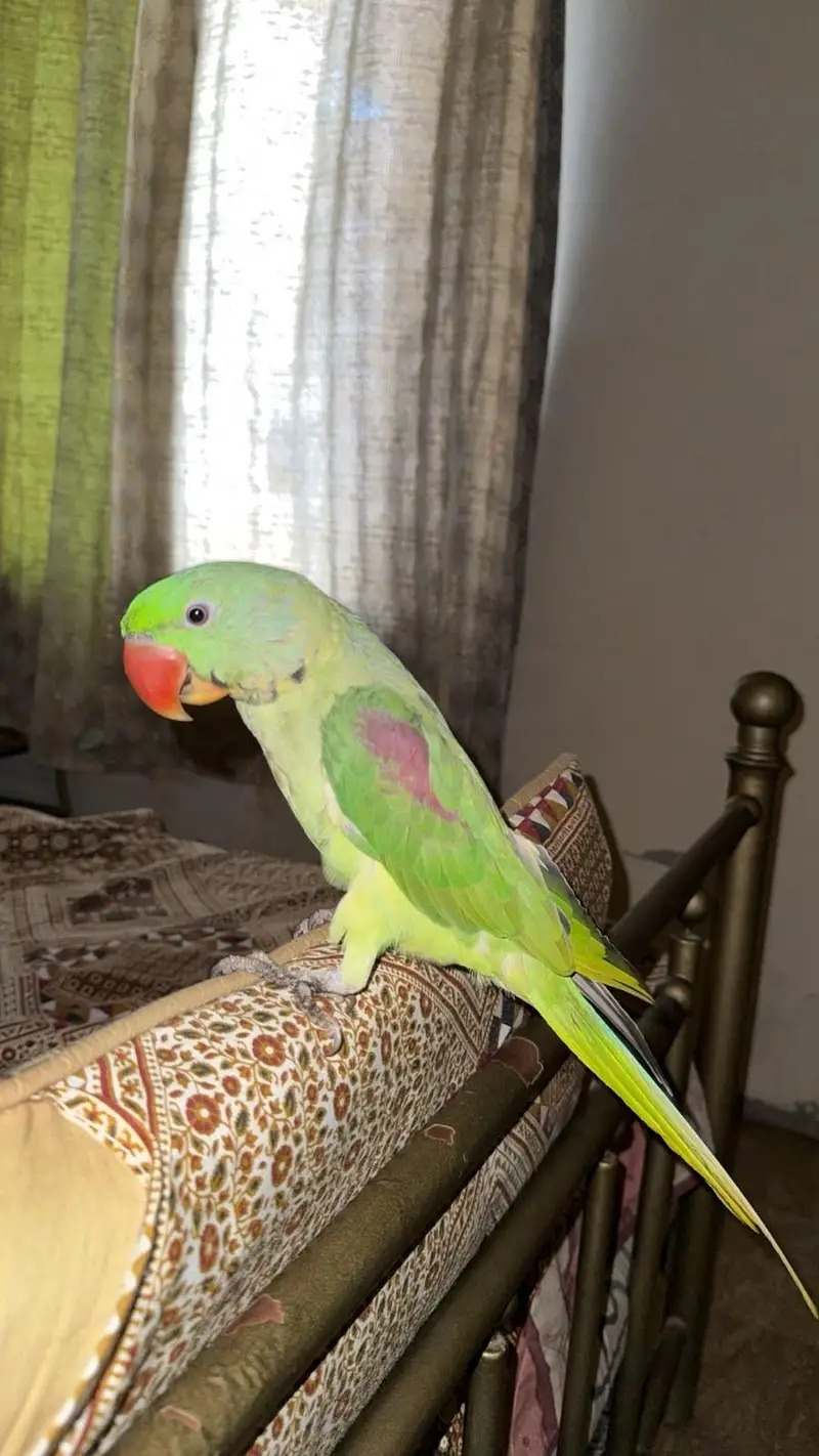 Kashmiri Rah hand tame Alexander parrot — photo 4