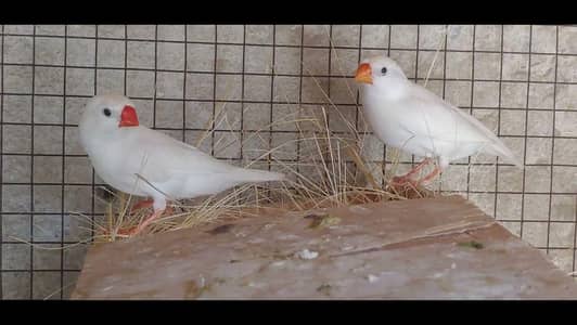 Snow White finches pair king  size