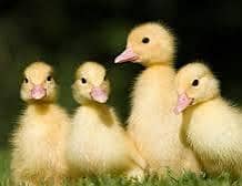 duck chicks sale 03009669469