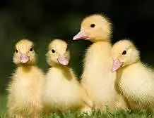 duck chicks sale 03009669469
