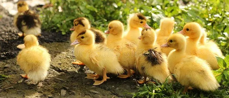 duck chicks sale 03009669469 — photo 2