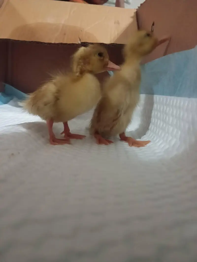 duck chicks sale 03009669469 — photo 3
