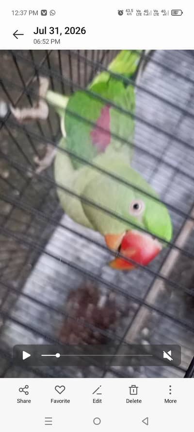 Raw talking parrot
