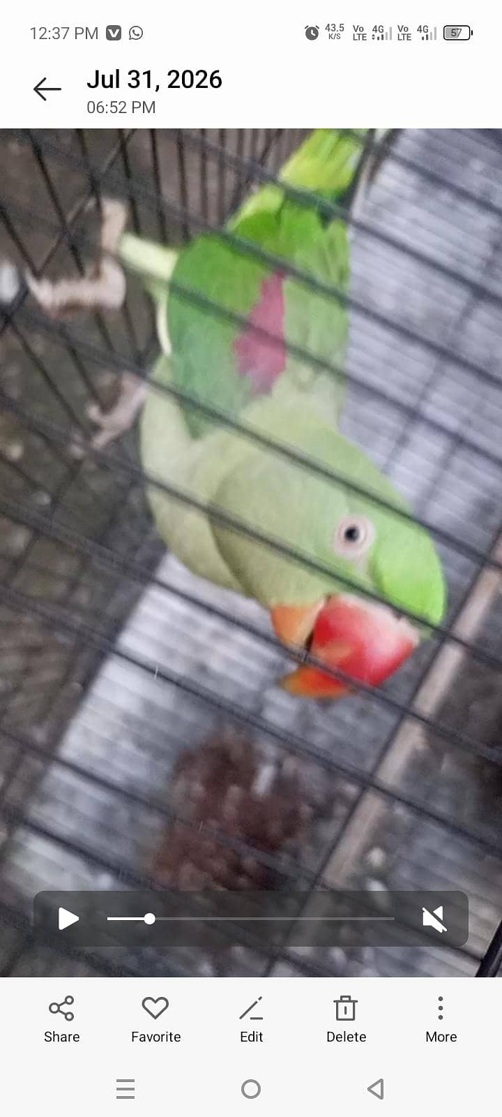 Raw talking parrot 0