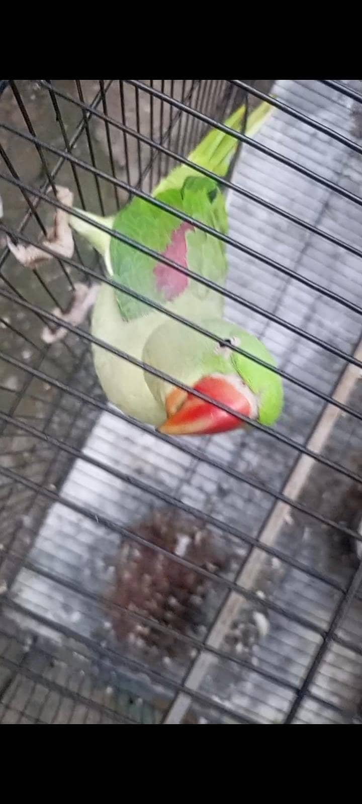 Raw talking parrot 1