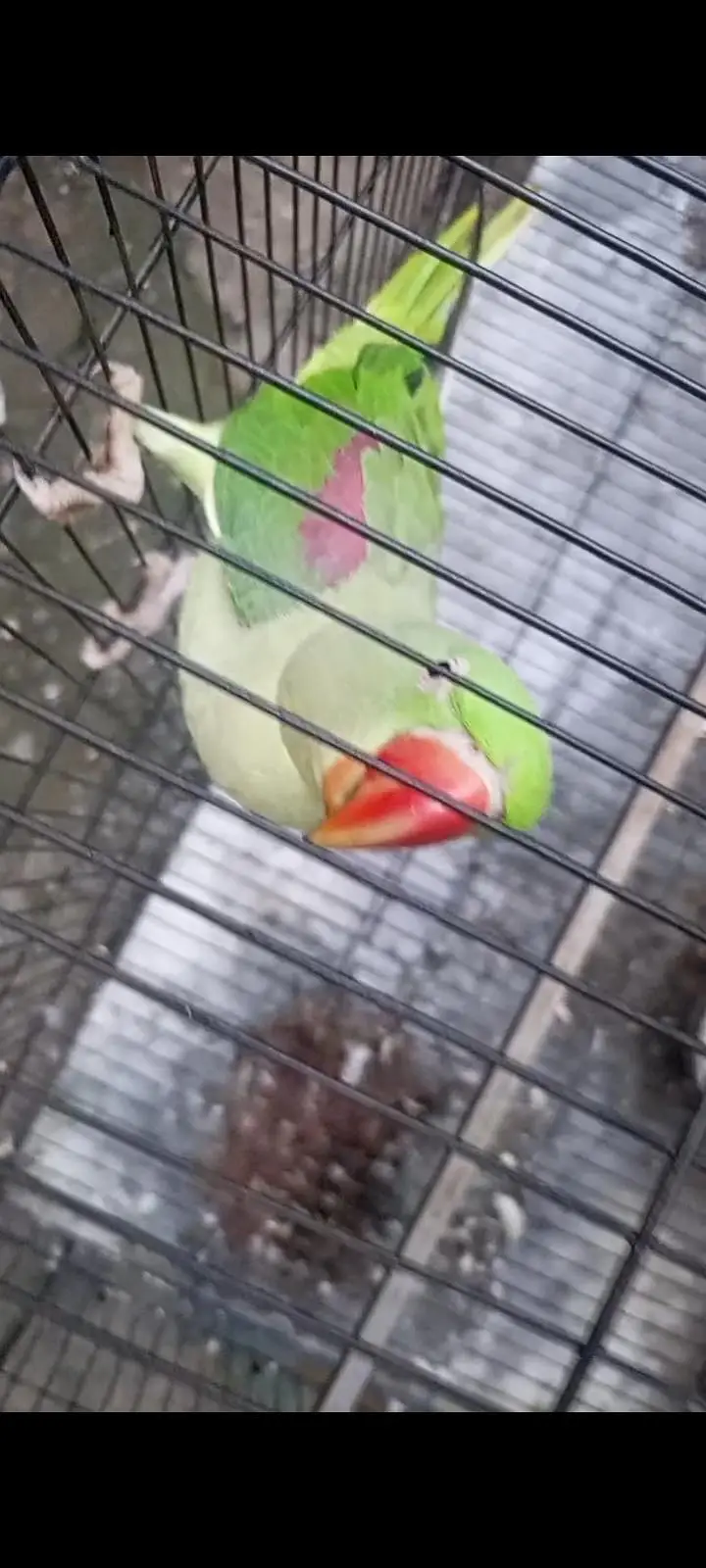 Raw talking parrot — photo 2