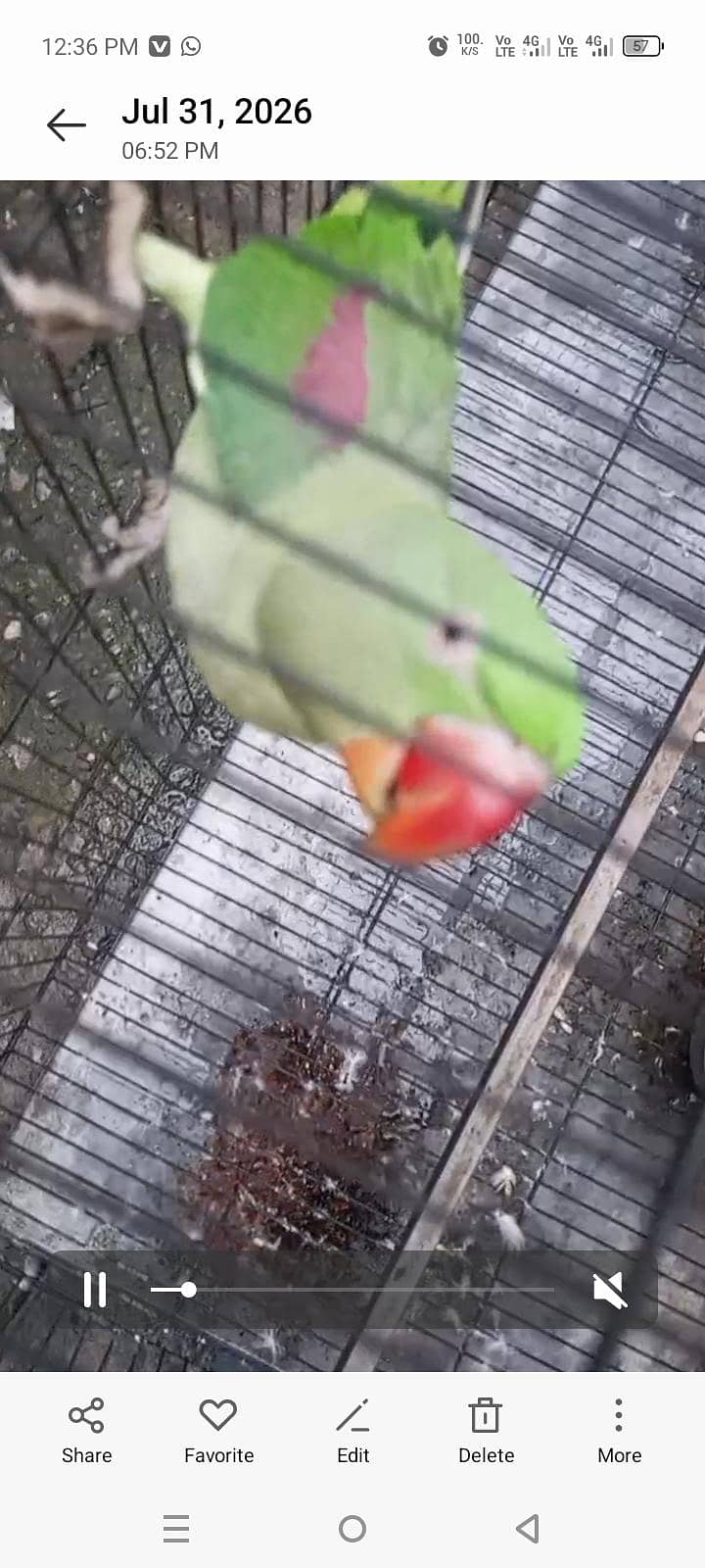 Raw talking parrot 2