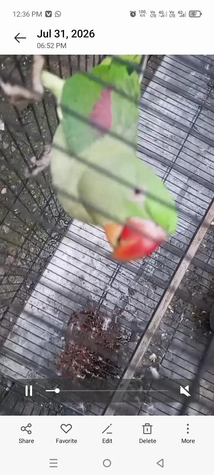 Raw talking parrot — photo 3