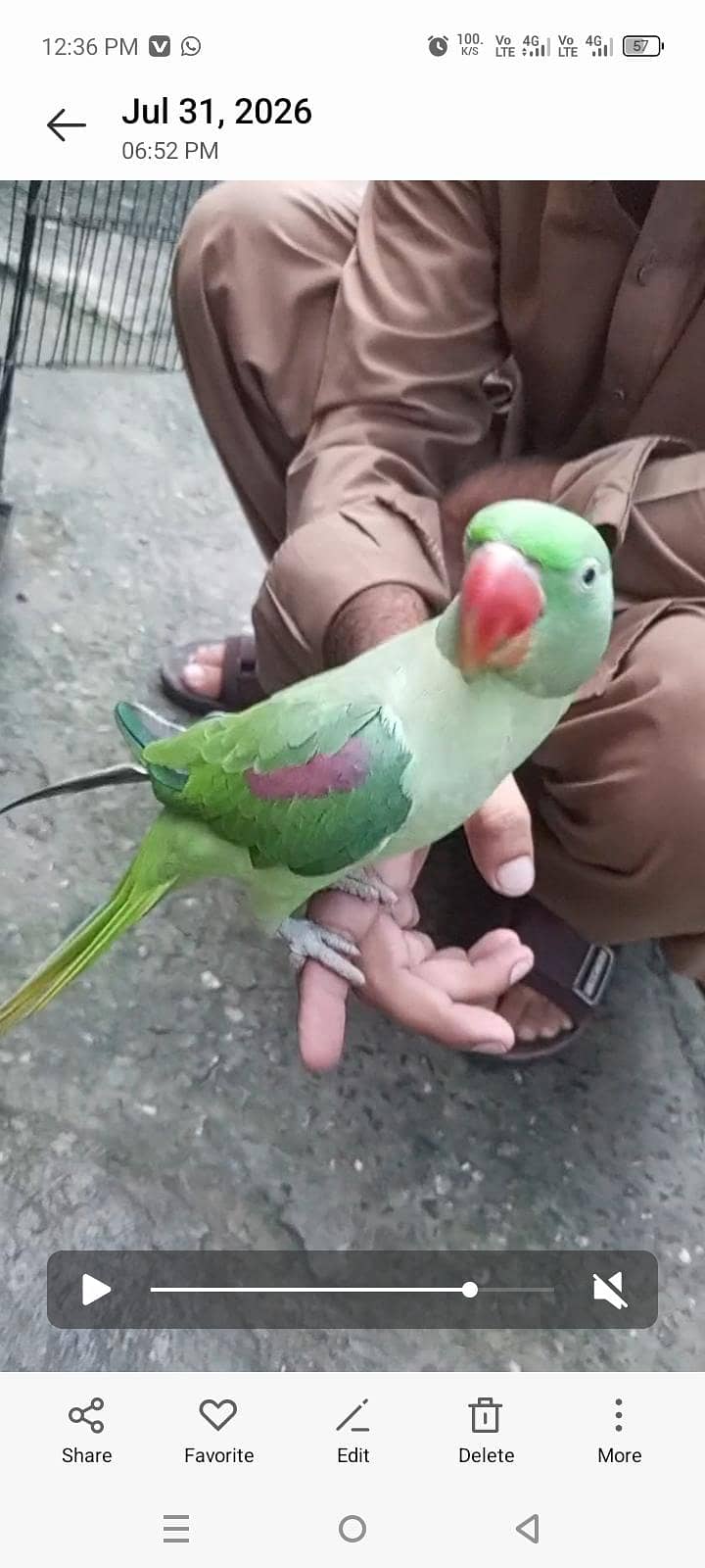 Raw talking parrot 3