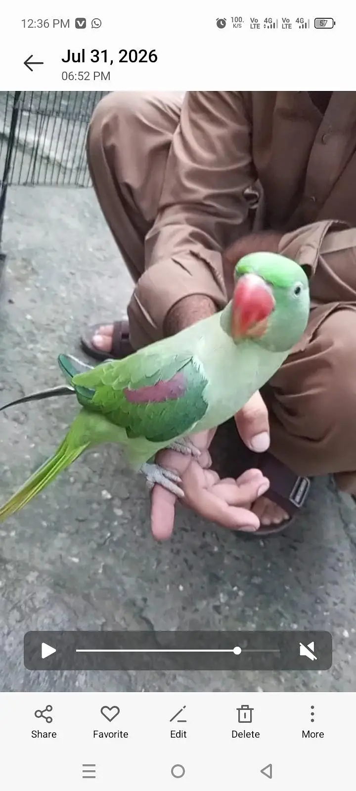 Raw talking parrot — photo 4