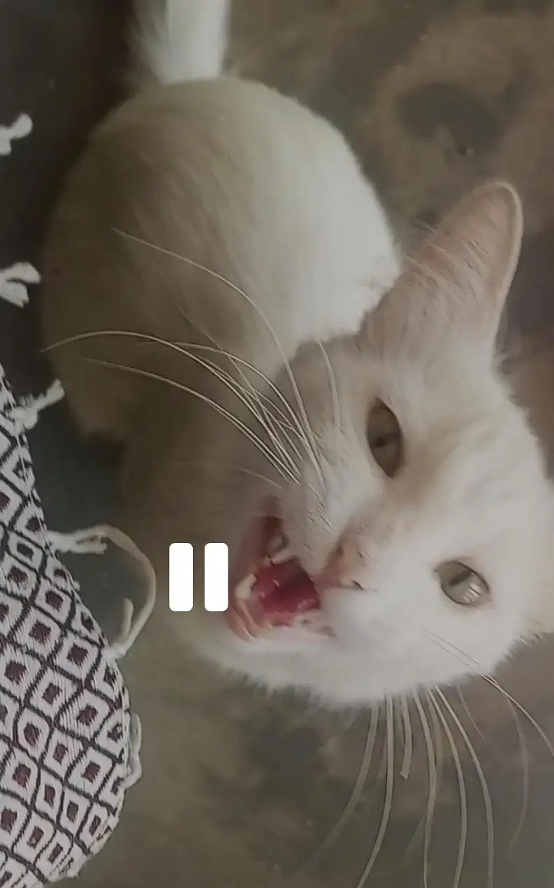 cat white American — photo 3