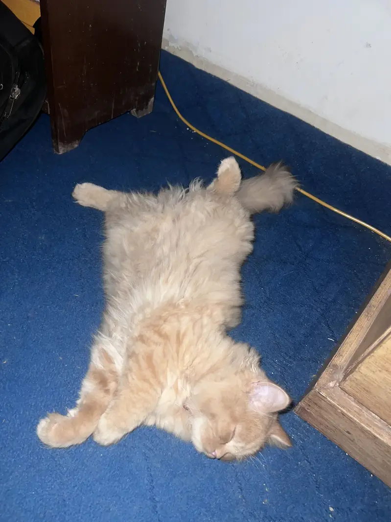 Triple coated male — photo 2
