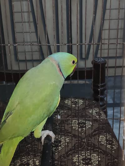 Green Parakeet / Green Parrot Male Healthy
