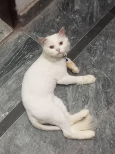 Triple coat persian cat (Urgent sale)