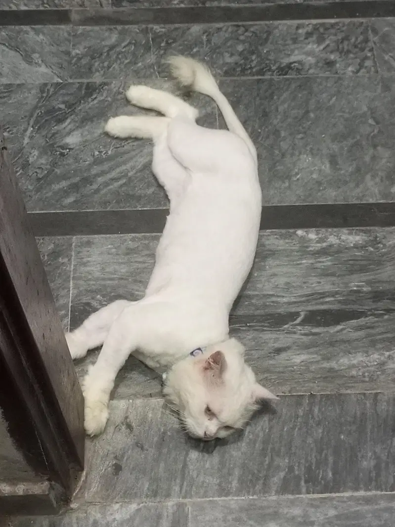 Triple coat persian cat (Urgent sale) — photo 2