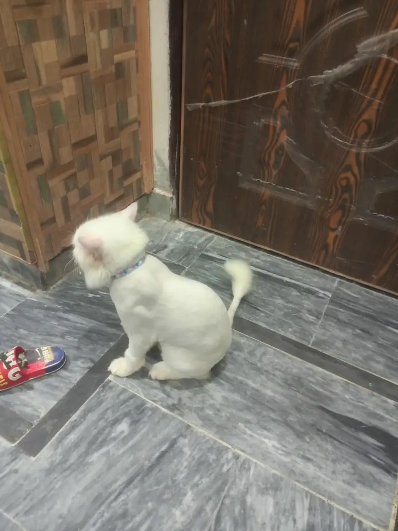 Triple coat persian cat (Urgent sale) — photo 3