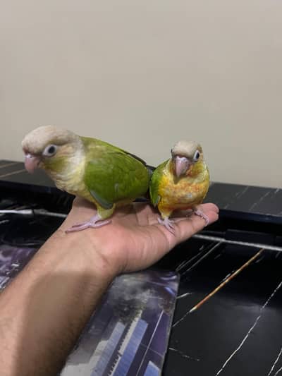 Tamed pineapple conure ,Yellow sided conure lutino cockatiel (red eyes
