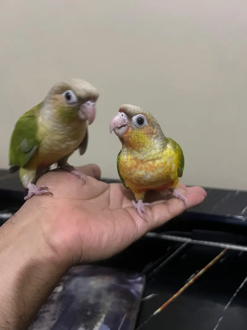 Tamed pineapple conure ,Yellow sided conure lutino cockatiel (red eyes — photo 2