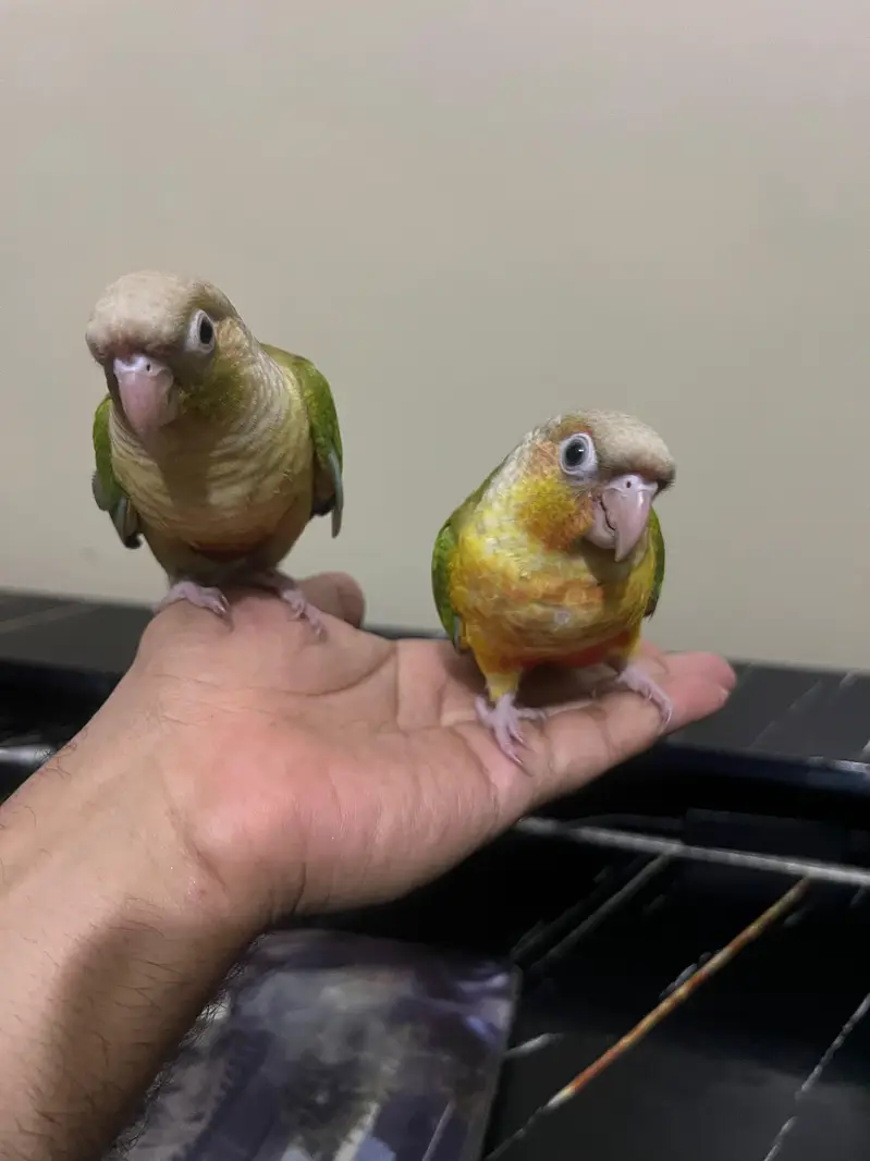 Tamed pineapple conure ,Yellow sided conure lutino cockatiel (red eyes — photo 3