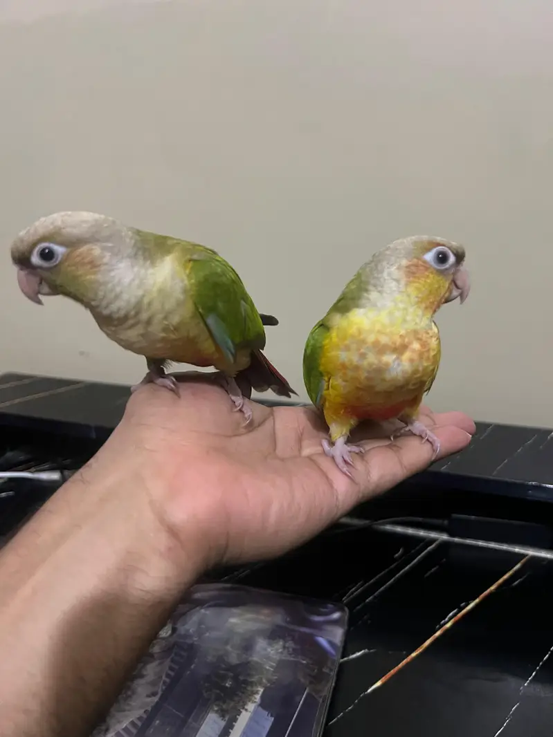 Tamed pineapple conure ,Yellow sided conure lutino cockatiel (red eyes — photo 4