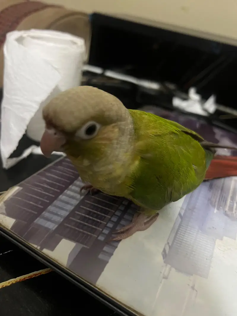 Tamed pineapple conure ,Yellow sided conure lutino cockatiel (red eyes — photo 5