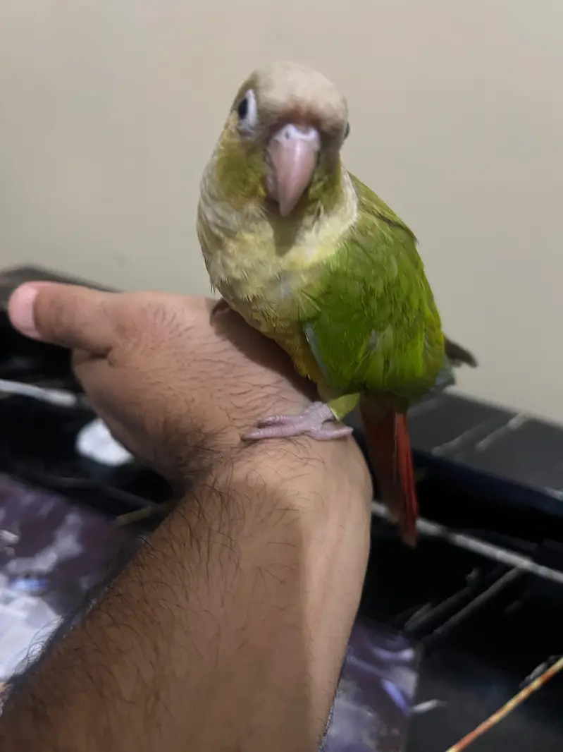 Tamed pineapple conure ,Yellow sided conure lutino cockatiel (red eyes — photo 6