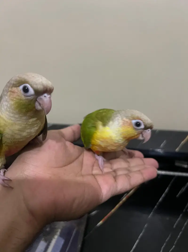 Tamed pineapple conure ,Yellow sided conure lutino cockatiel (red eyes — photo 7