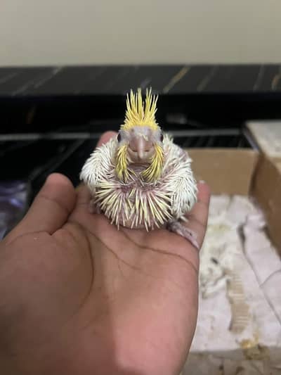 lutino cockatiechicksl (red eyes
