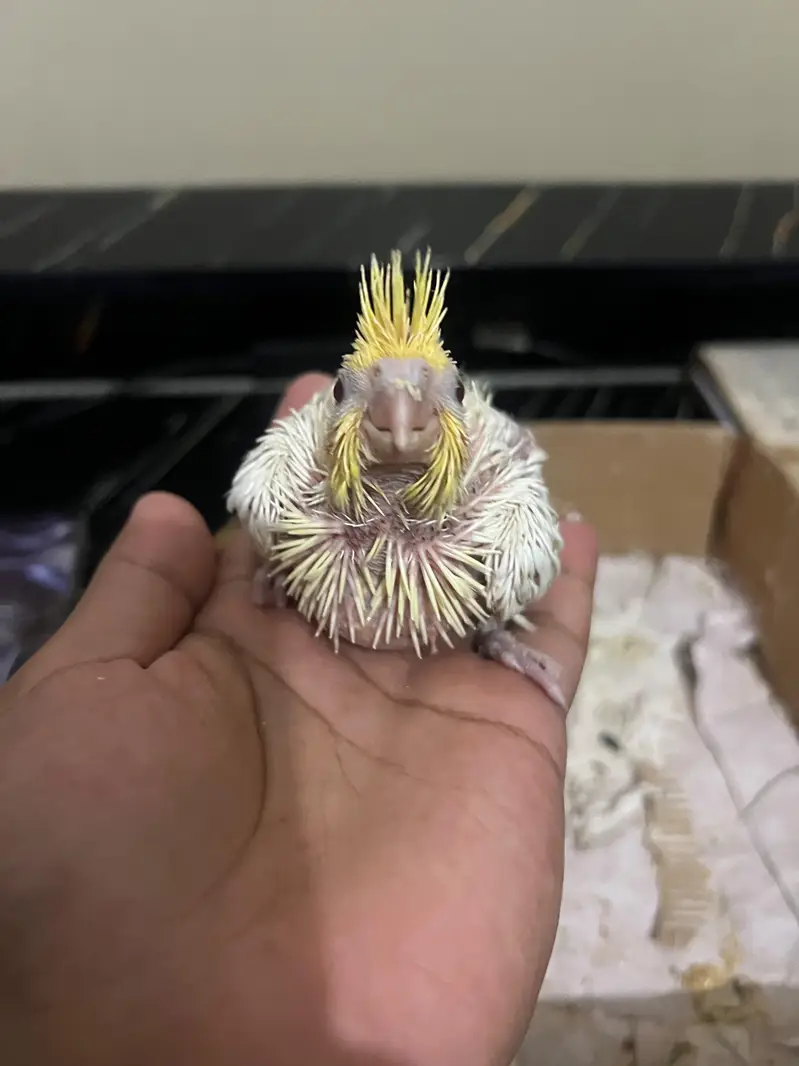 Tamed pineapple conure ,Yellow sided conure lutino cockatiel (red eyes — photo 8