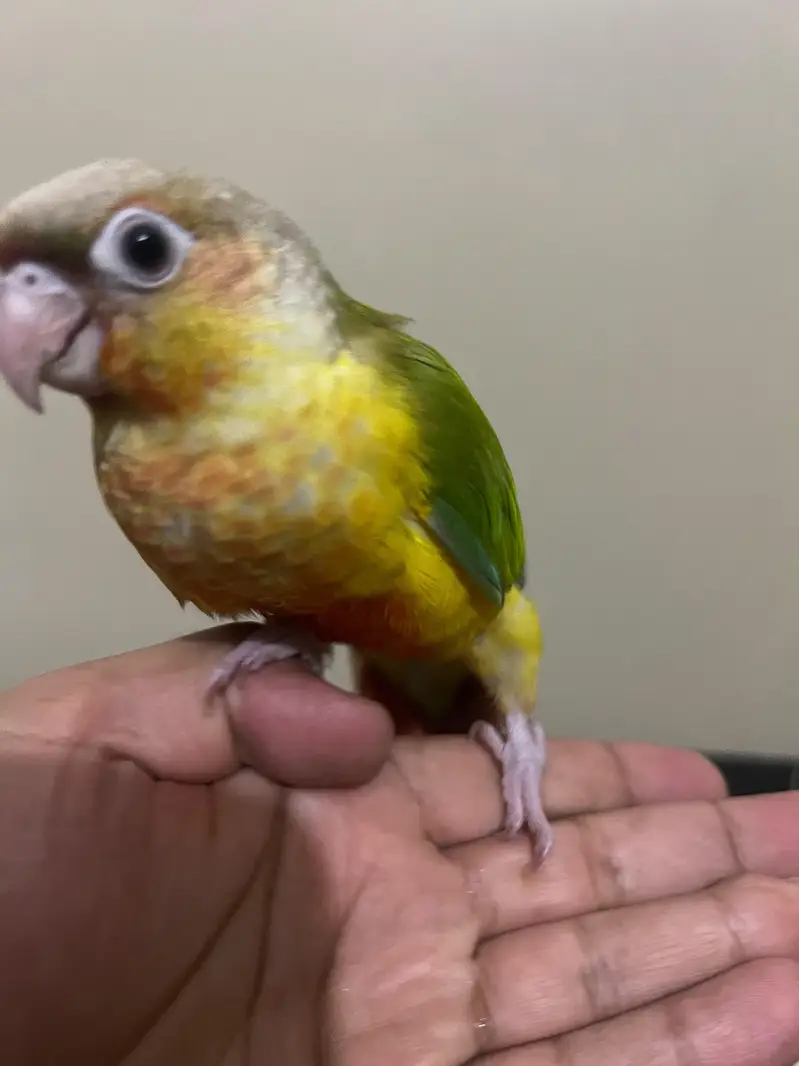 Tamed pineapple conure ,Yellow sided conure lutino cockatiel (red eyes — photo 10