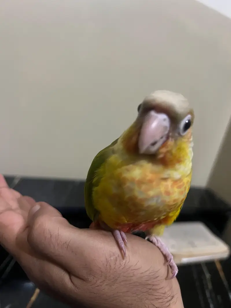 Tamed pineapple conure ,Yellow sided conure lutino cockatiel (red eyes — photo 11