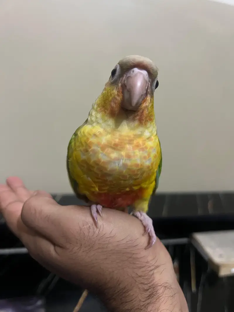 Tamed pineapple conure ,Yellow sided conure lutino cockatiel (red eyes — photo 12