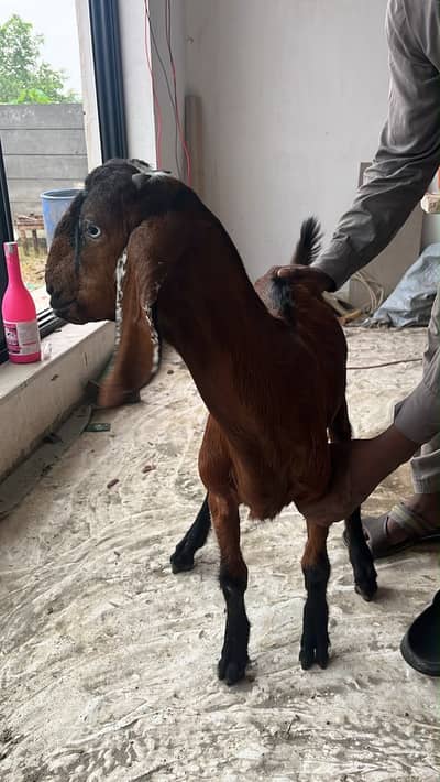 Goat/Bakri/ Nagri/Quality/brown/kid