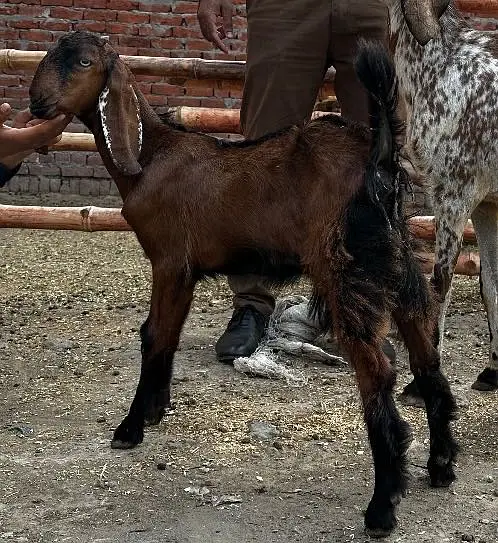 Goat/Bakri/ Nagri/Quality/brown/kid — photo 2