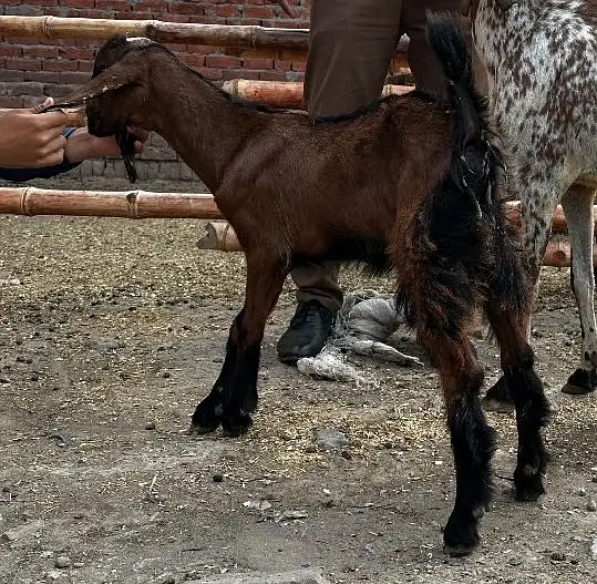 Goat/Bakri/ Nagri/Quality/brown/kid — photo 3