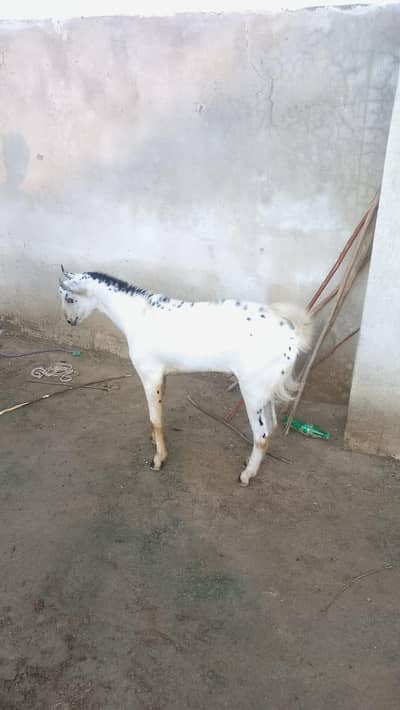 urgent bakra for sale