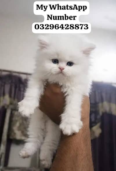 Persion Cat 2 month age for sale