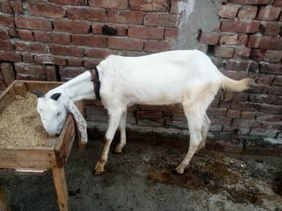Desi Sindhi Bakra