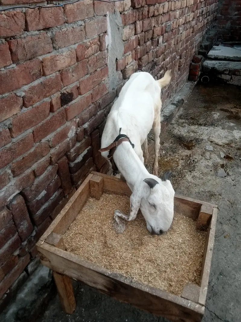 Desi Sindhi Bakra — photo 2